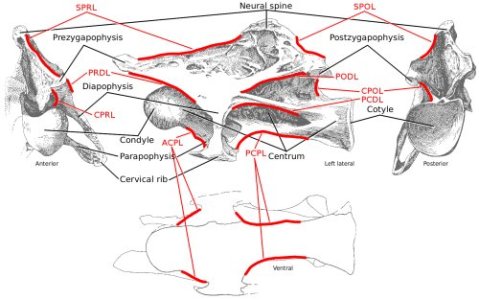 HMN SII C8 yet again, a mid-cervical from the Brachiosaurus brancai type specimen, with laminae highlighted and labelled