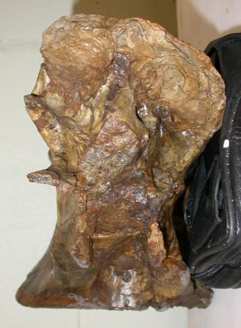 xeno-dorsal-500px.jpg