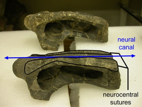 cm-555-c4-sutures-500.jpg