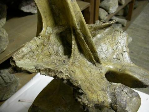 Brachiosaurus brancai type specimen HMN SII, dorsal vertebra 8 in right anterodorsolateral view