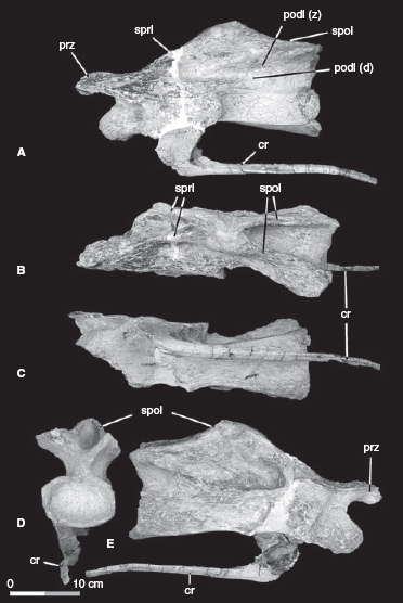 uberabatitan-cervicals-copy