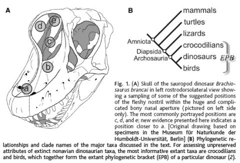 brachiosaurus-nostrils-from-witmer-2001 brachiosaurus-nostrils-from-witmer-2001