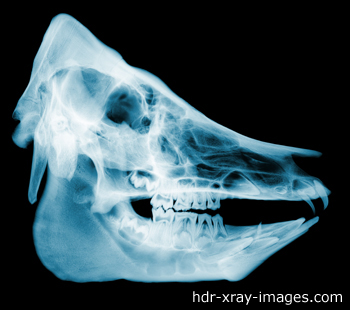 pig-skull-x-ray pig-skull-x-ray