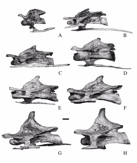 malawisaurus-cervicals