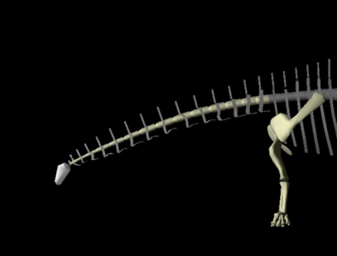 Apatosaurus 01 front end Apatosaurus 01 front end