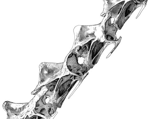 diplodocus-cm84-c6-9-480px Diplodocus carnegii holotype CM 84, partial neck (cervicals 6-9), composed from elements in Hatcher (1901: plate III)