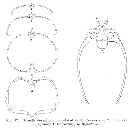 Diplodocus torso xs Diplodocus torso xs