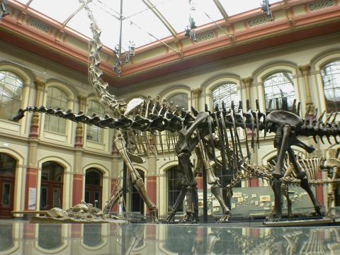 humboldt-diplodocus-480px Two sauropod neck postures for the price of one: Diplodocus (foreground, low neck) and Brachiosaurus (background, high neck) at the Humboldt Museum fur Naturkunde, Berlin.