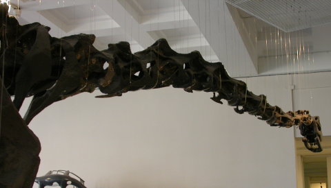 lcm-cetiosaurus-neck-480px xxx