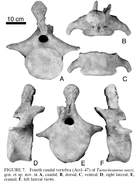 Tastavinsaurus_fourth_caudal_vert Tastavinsaurus_fourth_caudal_vert