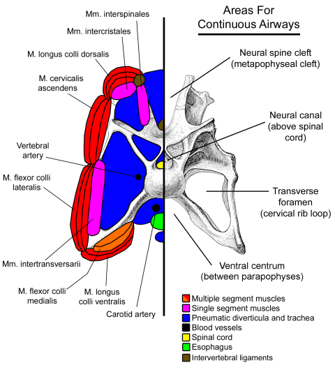 Apatosaurus-soft-tissues v3 480 Apatosaurus-soft-tissues v3 480