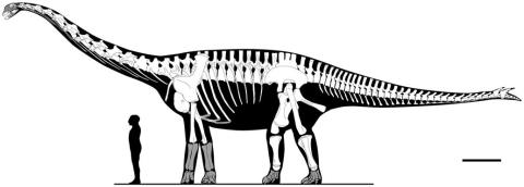 RemesEtAl2009-spinophorosaurus-fig5-reconstruction xx