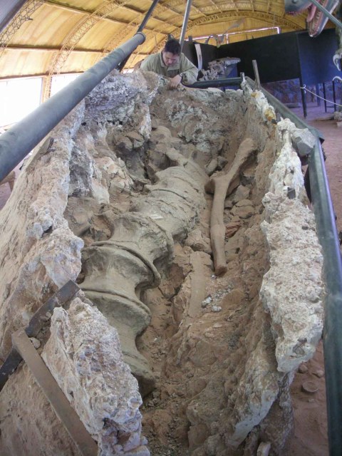 dorsales Articulated dorsal vertebrae of Futalognkosaurus in ?ventral view. And there is Juan Porfiri again, still 175 cm tall. Photo by kind permission of Jorge Calvo.