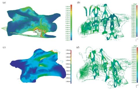 Sauropod vert FEA Figure 3 from Schwarz-Wings et al. 2009. A is Diplodocus, B-D are Giraffatitan.