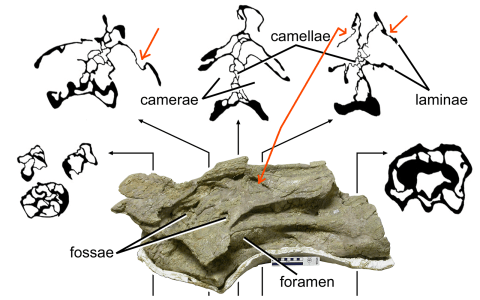 Brachiosaurus embossed laminae