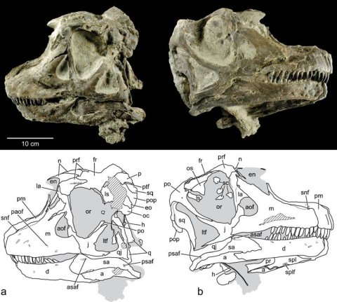 ChureEtAl2010-abydosaurus-fig3-skull