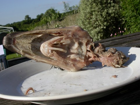 03-skinned-ventral-hyoid