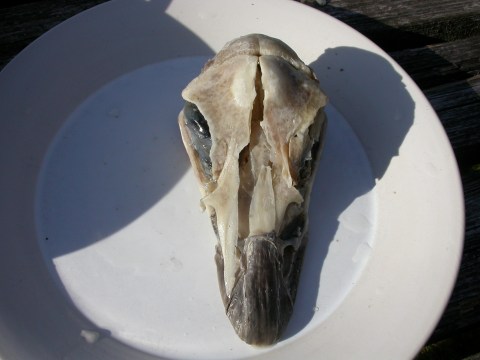 dorsal2-coming-apart