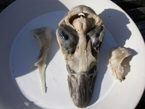 dorsal3-frontals-removed