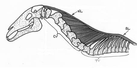 horse nuchal ligament