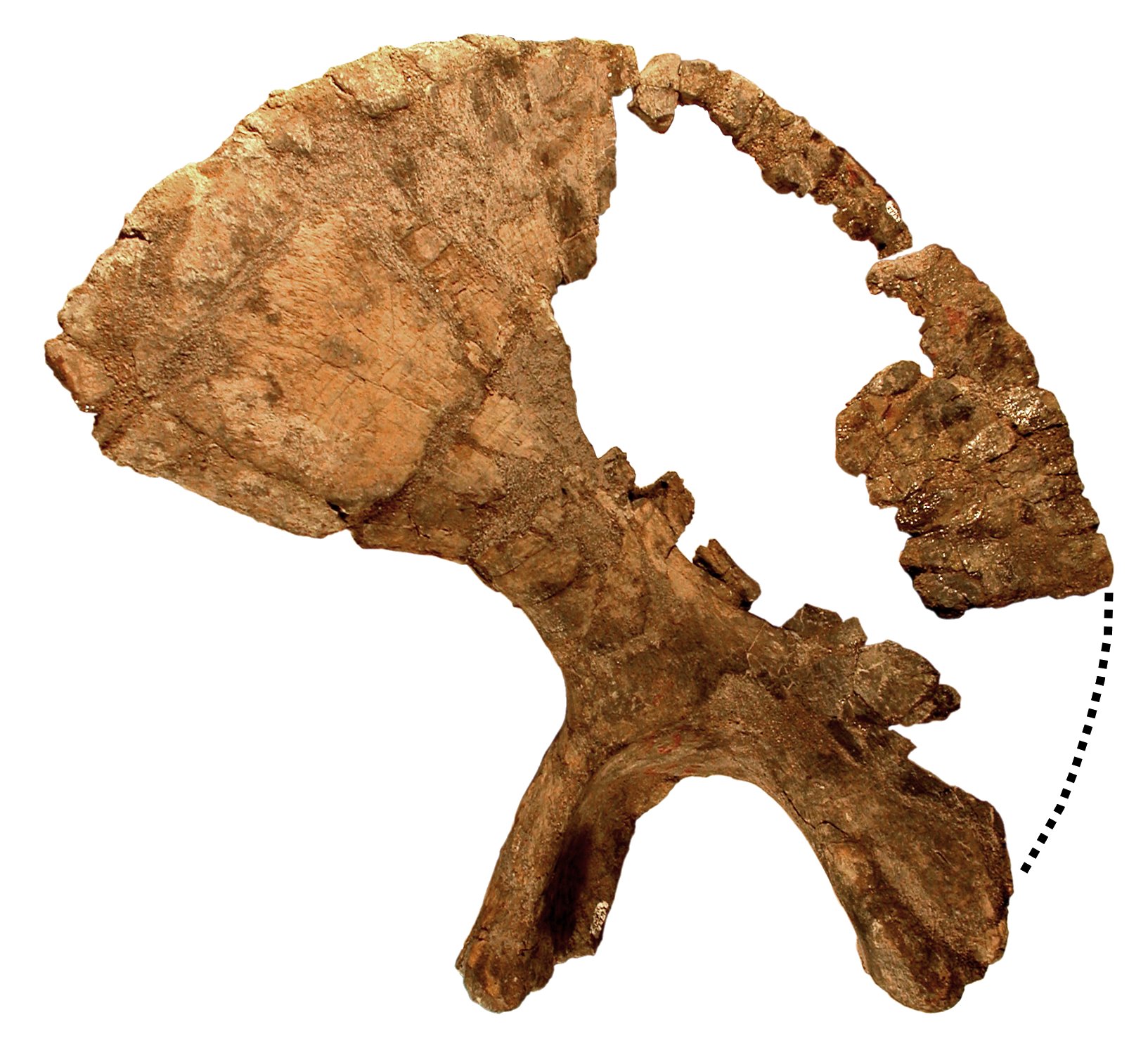 ilium-left-lateral-only