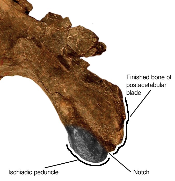 ischial-peduncle