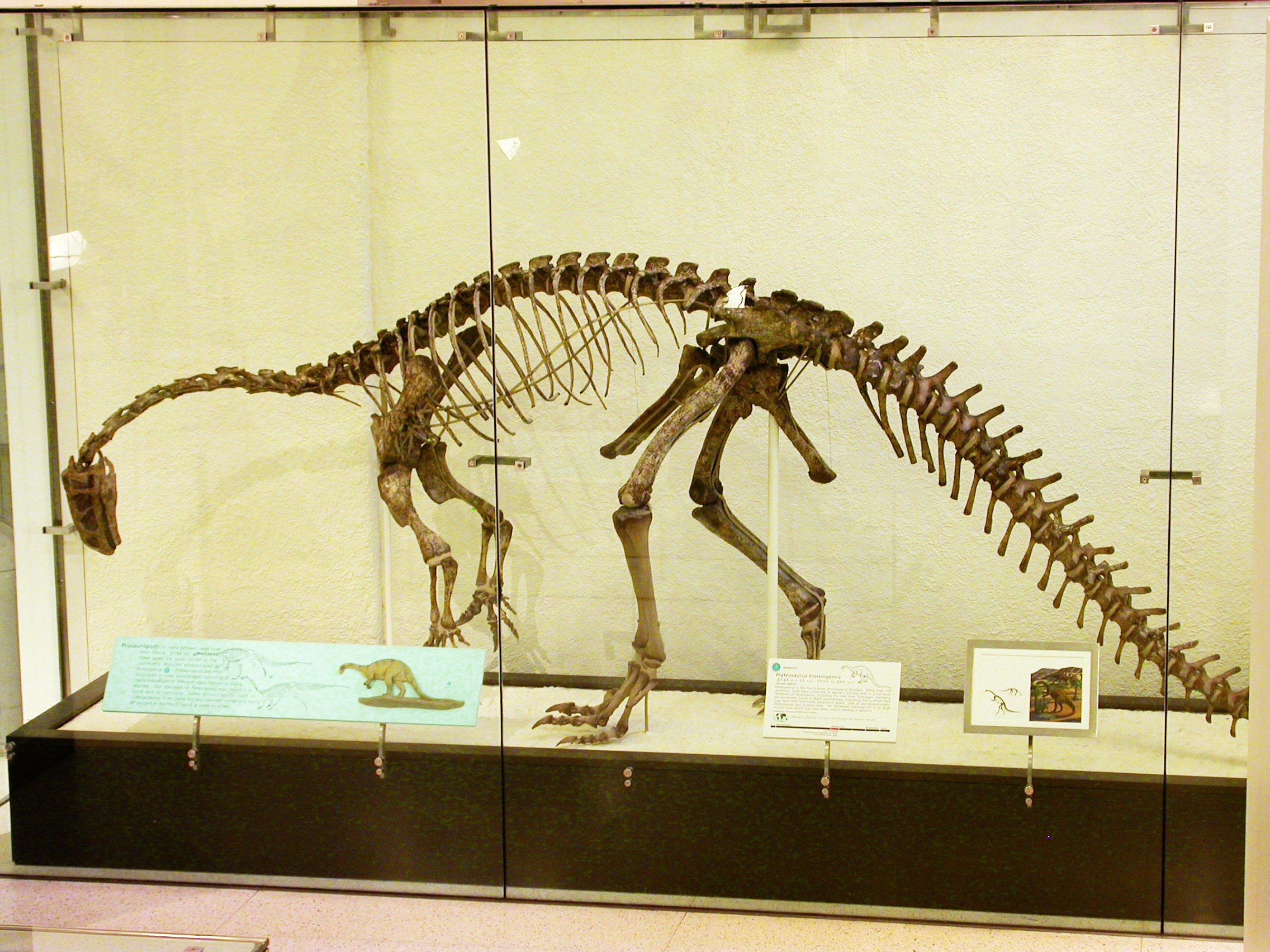 AMNH 6810 Plateosaurus mount
