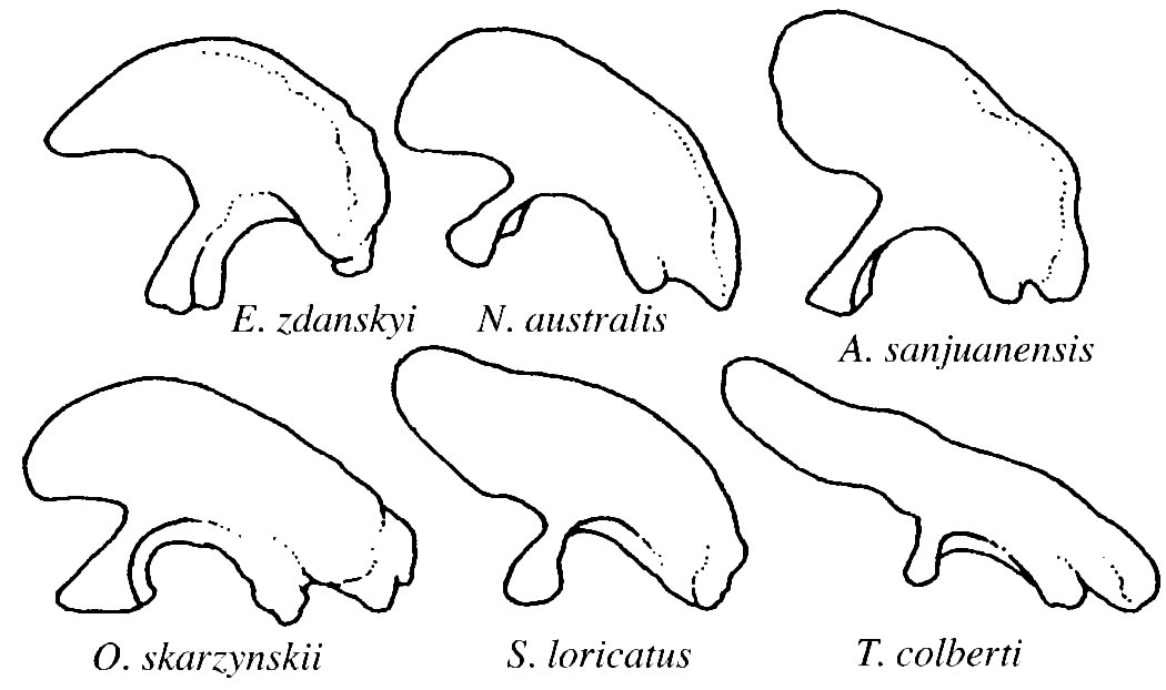 LehmanCoulson2002-fig8-ilia-comparative