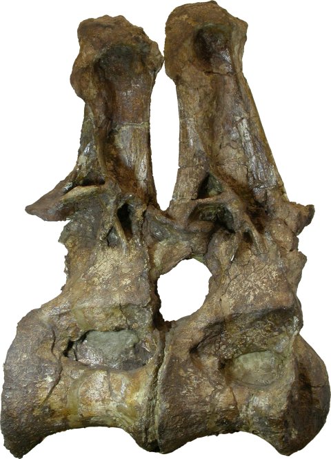 archbishop-d8-9-right-lateral