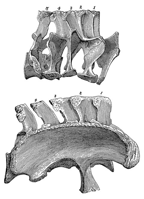 Haplocanthosaurus-sacra
