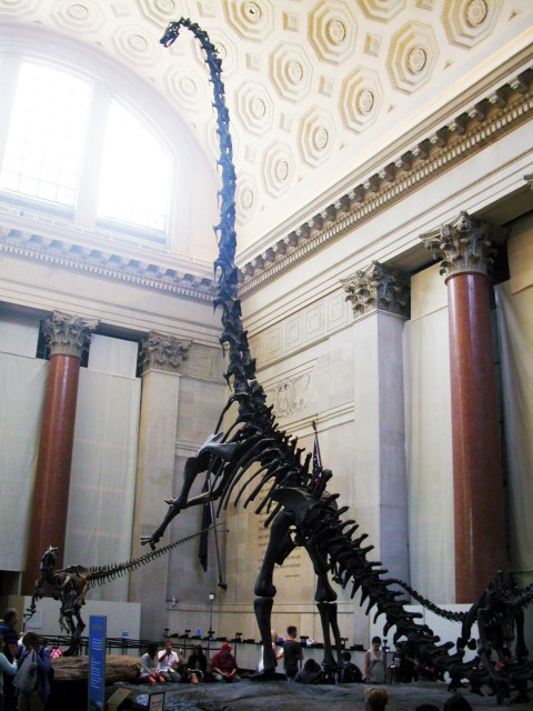Hail Barosaurus