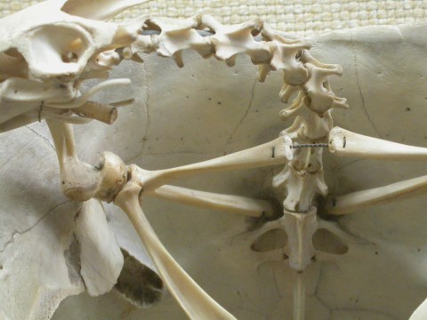 Podocnemis laminae