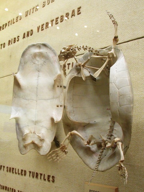 Podocnemis skeleton