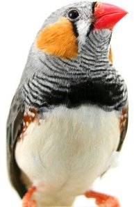 finch1