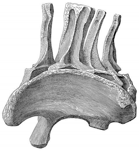 Hatcher1903-plate-iv-APATOSAURUS-ONLY