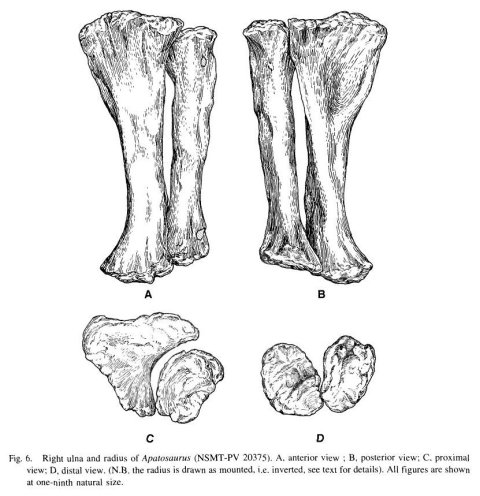 UpchurchEtAl2005-fig6-forearm