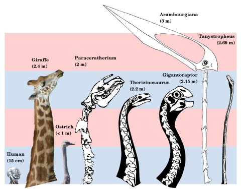 Figure 1. Necks of long-necked non-sauropods, to scale. The giraffe and Paraceratherium are the longest necked mammals; the ostrich is the longest necked extant bird; Therizinosaurus and Gigantoraptor are the largest representatives of two long-necked theropod clades; Arambourgiania is the longest necked pterosaur; and Tanystropheus has a uniquely long neck relative to torso length. Human head modified from Gray’s Anatomy (1918 edition, fig. 602). Giraffe modified from photograph by Kevin Ryder (CC BY, http://flic.kr/p/cRvCcQ). Ostrich modified from photograph by “kei51” (CC BY, http://flic.kr/p/cowoYW). Paraceratherium modified from Osborn (1923, figure 1). Therizinosaurus modified from Nothronychus reconstruction by Scott Hartman. Gigantoraptor modified from Heyuannia reconstruction by Scott Hartman. Arambourgiania modified from Zhejiangopterus reconstruction by Witton & Naish (2008, figure 1). Tanystropheus modified from reconstruction by David Peters. Alternating blue and pink bars are 1 m tall.