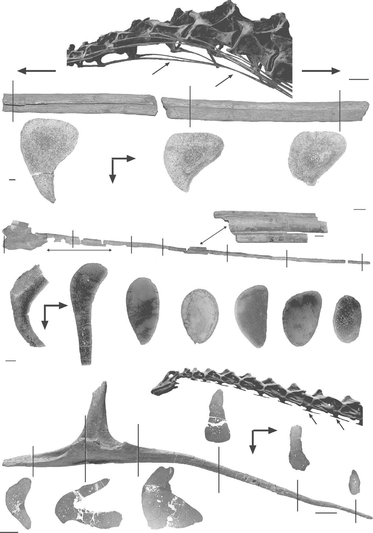KleinEtAl2012-sauropod-cervical-ribs-are-ossified-tendons-fig1