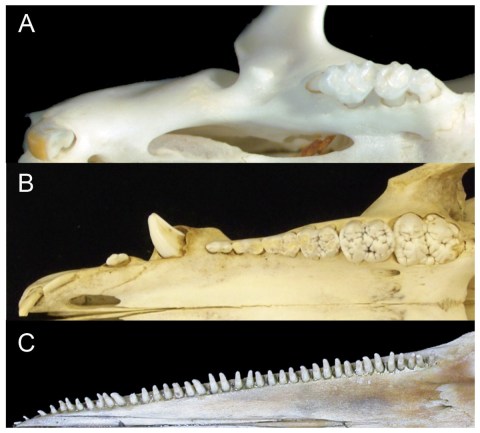 Comparison of mammalian dental patterns showing the differences in regionalization of tooth morphology. (A) Mus musculus (B) Sus scrofa (picture is of an immature pig with an unerupted M3) and (C) Stenella attenuata. Figure 1 from Armfield et al. 2013.