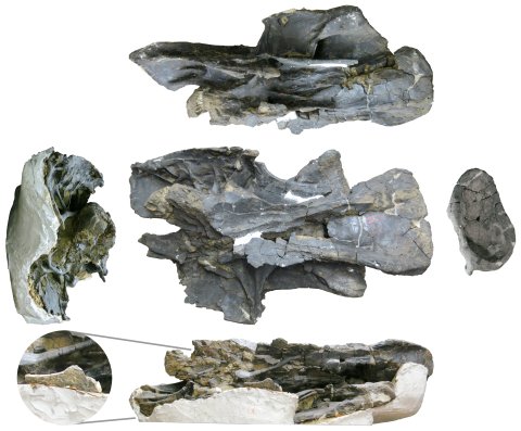 Figure6-vertebra-q-composite