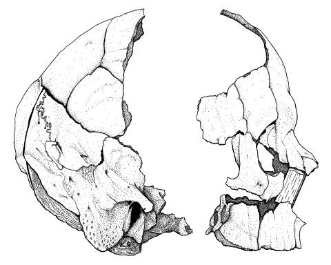 Skull drawing - A