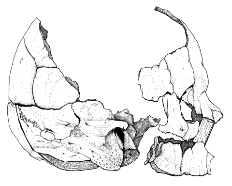 Skull drawing - B