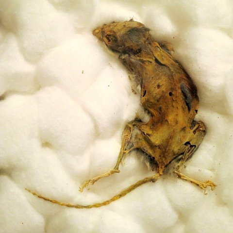 Mummified mouse - closeup