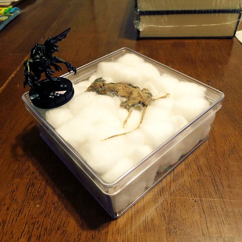 Mummified mouse - in box