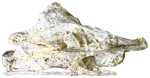 sauroposeidon-c8-alone-colour-completely-removed