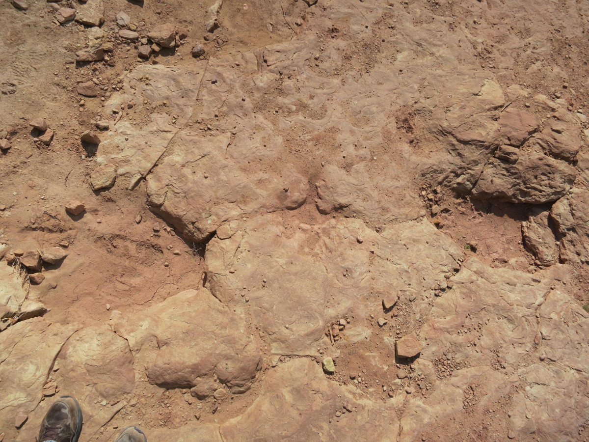 Copper Ridge theropod and sauropod - 1200