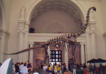 The Brachiosaurus mount in its original position in the main hall of the Field Museum. I can't find a higher resolution version of this photo -- can anyone help?