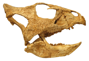 Archaeoceratops lateral