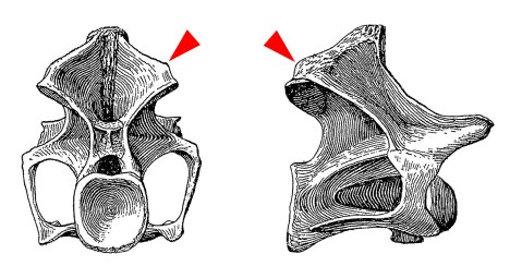 Haplocanthosaurus epipophyses - Hatcher 1903