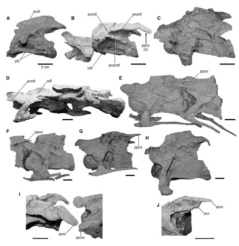 FIGURE 11. Anterior cervical series of Qijianglong guokr (QJGPM 1001) in left lateral views unless otherwise noted. A, axis; B, cervical vertebra 3; C, cervical vertebra 4; D, cervical vertebrae 5 and 6; E, cervical vertebra 7 and anterior half of cervical vertebra 8 (horizontally inverted; showing right side); F, posterior half of cervical vertebra 8 and cervical vertebra 9; G, cervical vertebra 10; H, cervical vertebra 11; I, close-up of the prezygapophy- sis-postzygapophysis contact between cervical vertebrae 3 and 4 in dorsolateral view, showing finger-like process lateral to postzygapophysis; J, close- up of the postzygapophysis of cervical vertebra 5 in dorsal view, showing finger-like process lateral to postzygapophysis. Arrow with number indicates a character diagnostic to this taxon (number refers to the list of characters in the Diagnosis). All scale bars equal 5 cm. Abbreviations: acdl, anterior centrodiapophyseal lamina; cdf, centrodiapophyseal fossa; plc, pleurocoel; pocdl, postcentrodiapophyseal lamina; poz, postzygapophysis; pozcdf, post- zygapophyseal centrodiapophyseal fossa; pozdl, postzygodiapophyseal lamina; ppoz, finger-like process lateral to postzygapophysis; ppozc, groove for contact with finger-like process; przdl, prezygodiapophyseal lamina; sdf, spinodiapophyseal fossa.